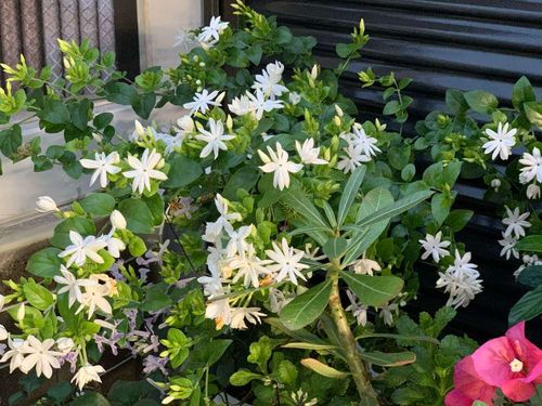 ジャスミン 茉莉花 の育て方 植え付けや植え替えの時期は 剪定のコツは Greensnap グリーンスナップ