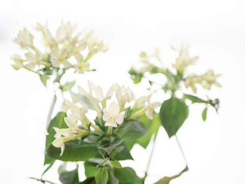 ジャスミン 茉莉花 の育て方 植え付けや植え替えの時期は 剪定のコツは Greensnap グリーンスナップ ジャスミン 茉莉花 の育て方 植え付けや植え替えの時期は 剪定のコツは Greensnap グリーンスナップ
