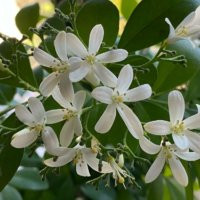 ジャスミン(茉莉花)の育て方｜植え付けや植え替えの時期は？剪定のコツは？の画像