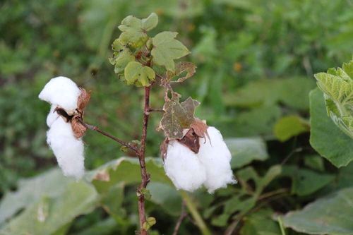 綿 ワタ の育て方 種まきや植え付け 収穫の時期は Greensnap グリーンスナップ