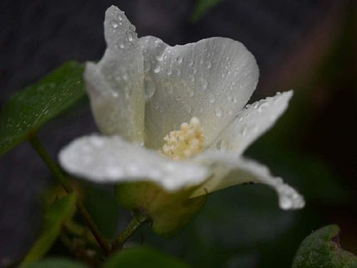 綿 ワタ の育て方 種まきや植え付け 収穫の時期は Greensnap グリーンスナップ 綿 ワタ の育て方 種まきや植え付け 収穫の時期は Greensnap グリーンスナップ