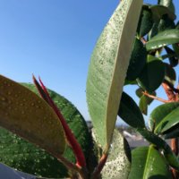 ゴムの木の育て方｜剪定や植え替えの時期は？挿し木での増やし方とは？の画像