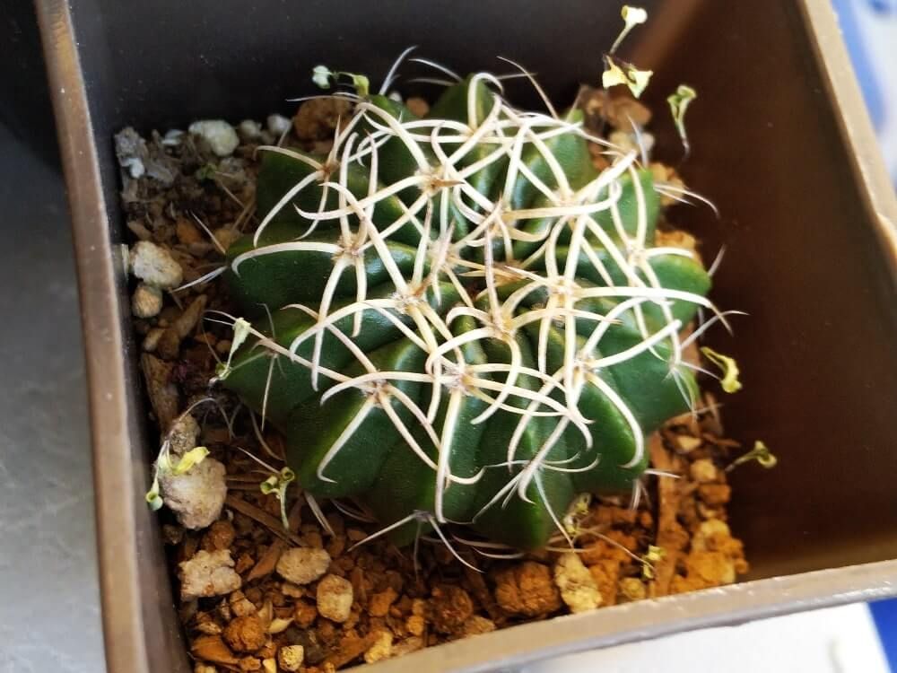 サボテン