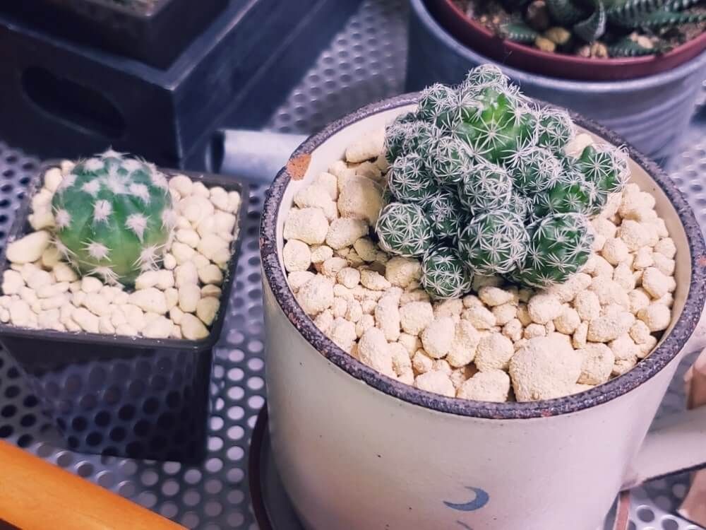 サボテン　銀手毬