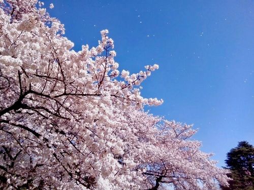 ソメイヨシノ 染井吉野 ってどんな桜 寿命や発祥の地は 自分で増やせる Greensnap グリーンスナップ