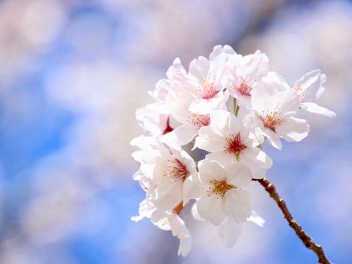 ソメイヨシノ 染井吉野 ってどんな桜 寿命や発祥の地は 自分で増やせる Greensnap グリーンスナップ ソメイヨシノ 染井吉野 ってどんな桜 寿命や発祥の地は 自分で増やせる Greensnap グリーンスナップ