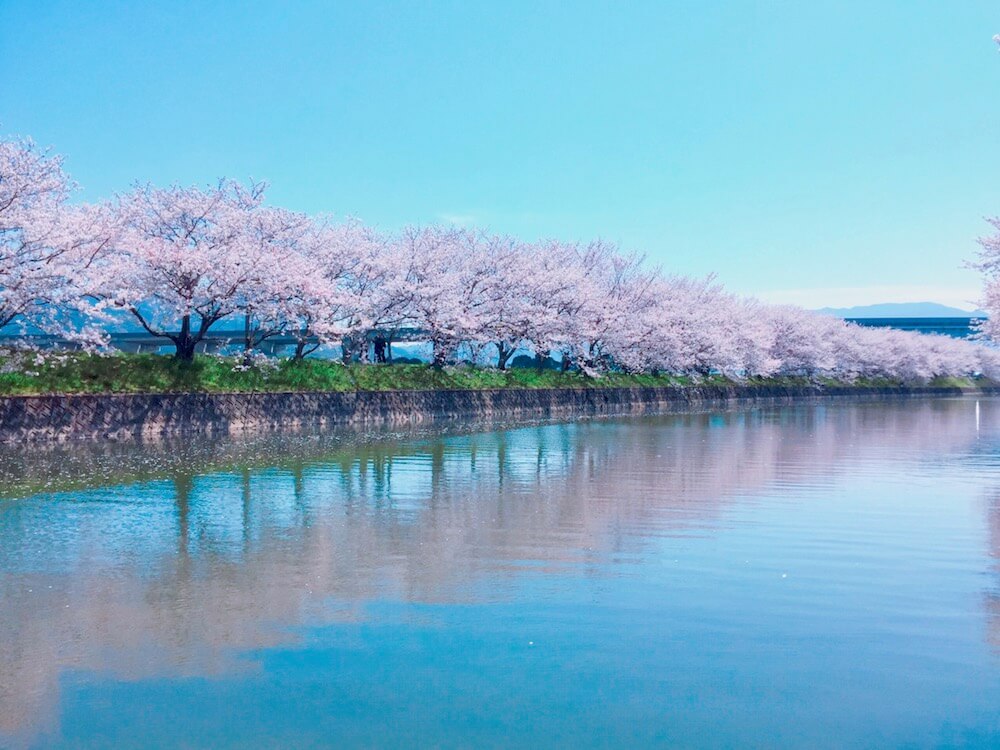 ソメイヨシノ 染井吉野 ってどんな桜 寿命や発祥の地は 自分で増やせる Greensnap グリーンスナップ