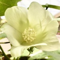 綿(ワタ)の育て方｜種まきや植え付け、収穫の時期は？の画像