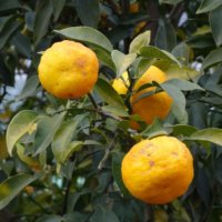 柚子の木の育て方｜鉢植えの植え替え時期や、肥料はいつ与えるの？の画像