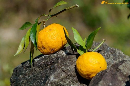 柚子の木の育て方 鉢植えの植え替え時期や 肥料はいつ与えるの Greensnap グリーンスナップ