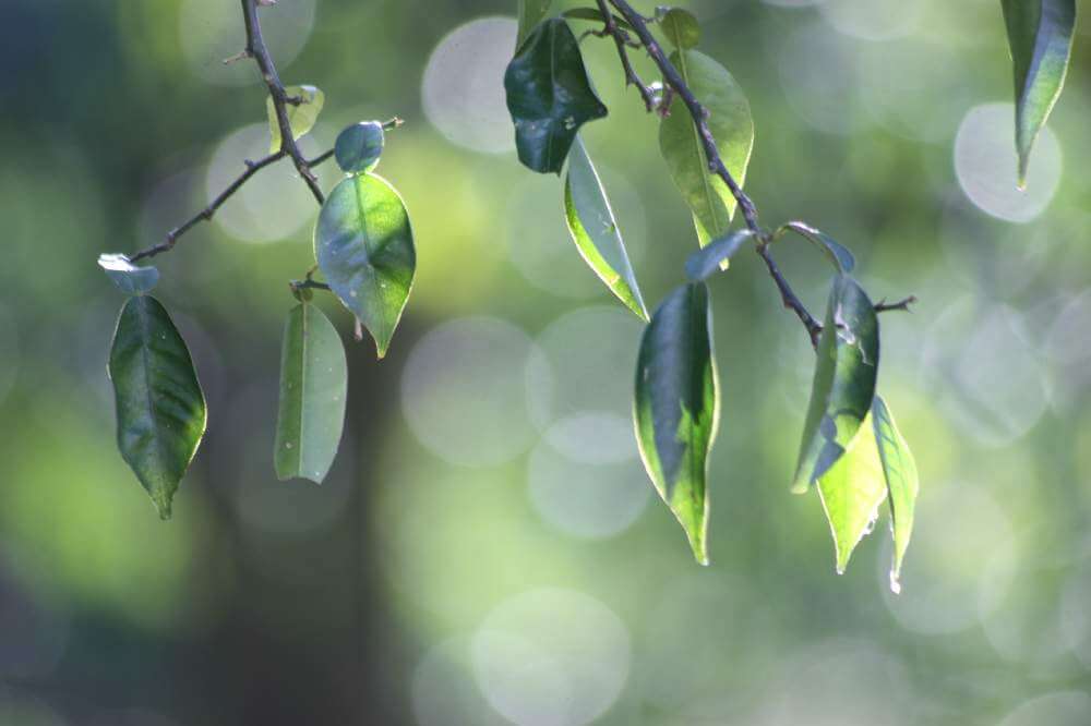 柚子の木の育て方 鉢植えの植え替え時期や 肥料はいつ与えるの Greensnap グリーンスナップ