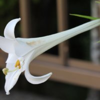 テッポウユリの育て方｜球根の植え付け時期や分球での増やし方は？の画像