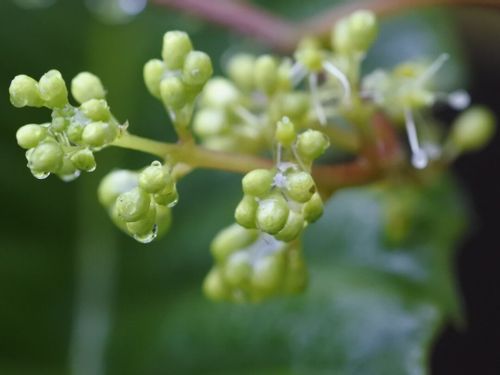 ブドウ 葡萄 の剪定 年数や品種によって方法が違う 結実させるコツは Greensnap グリーンスナップ