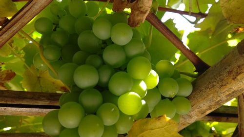 ブドウ 葡萄 の剪定 年数や品種によって方法が違う 結実させるコツは Greensnap グリーンスナップ