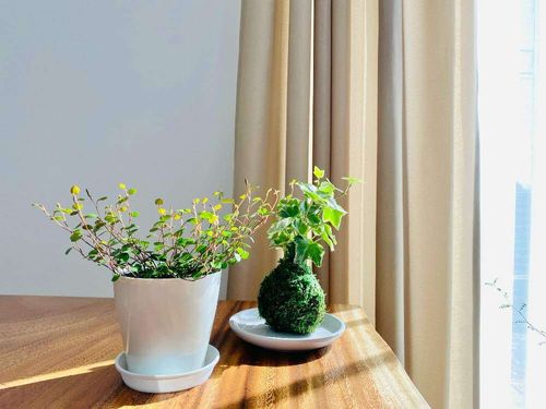 苔玉の育て方 室内や屋外での手入れ 冬や夏の管理方法は Greensnap グリーンスナップ 苔玉の育て方 室内や屋外での手入れ 冬や夏の管理方法は Greensnap グリーンスナップ