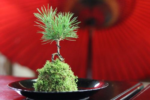 苔 コケ の種類 苔庭 苔玉 苔テラリウムにおすすめの品種は 庭に生えるのは Greensnap グリーンスナップ