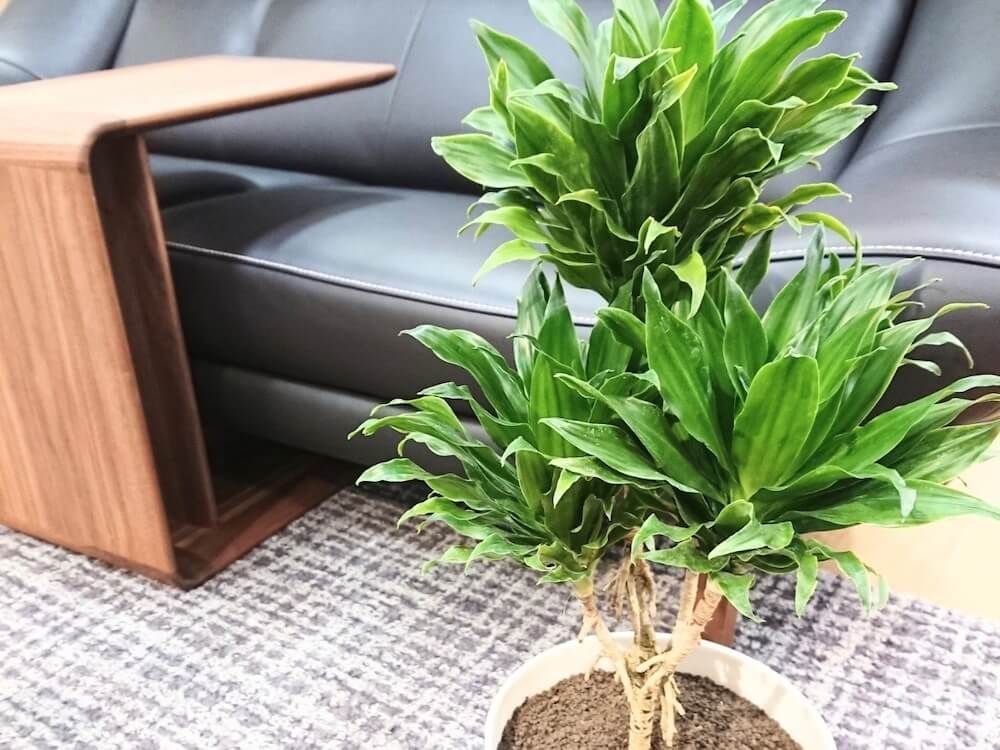 ドラセナ コンパクタ