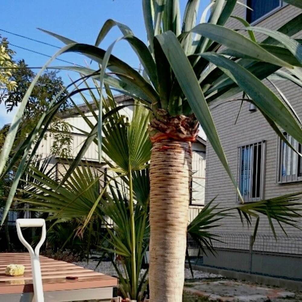 ドラセナ 　ドラコ