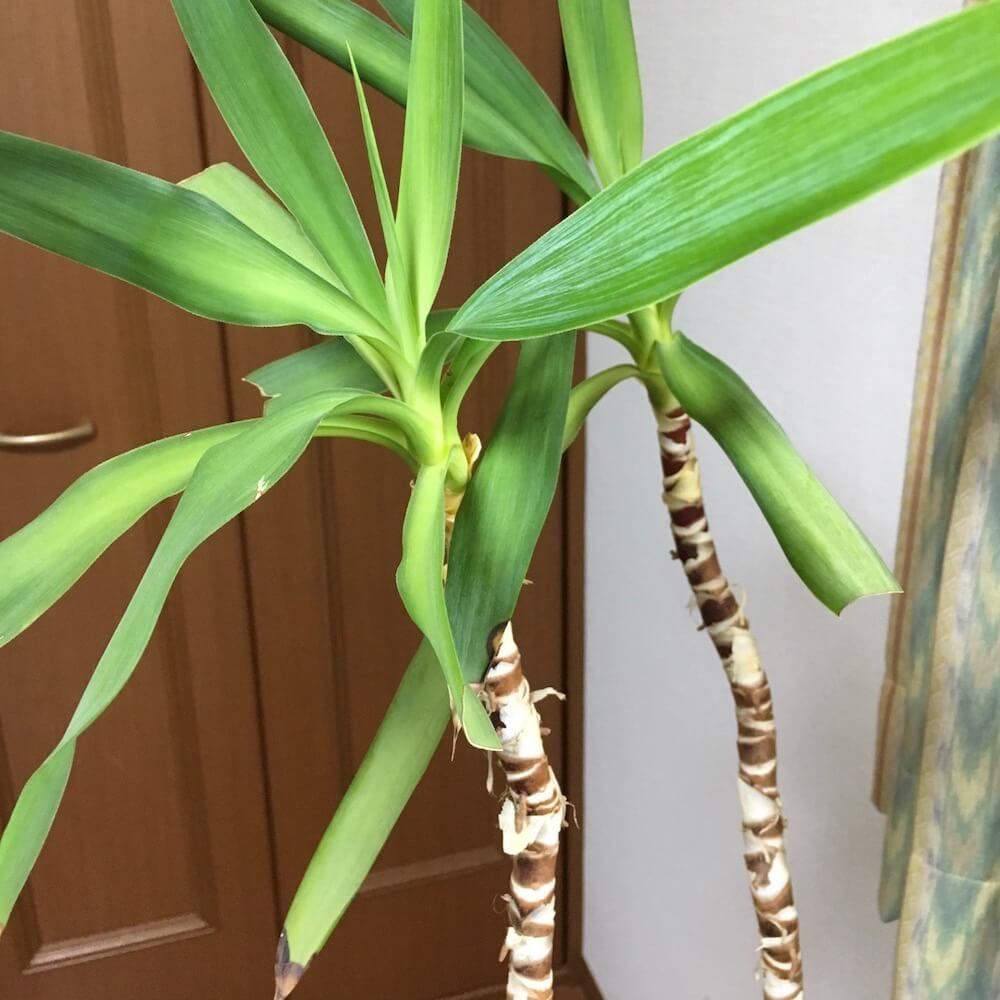 ドラセナ　リッキー