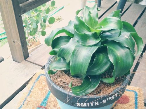 ドラセナの種類 観葉植物で人気の21品種 花は咲く 地植えできる Greensnap グリーンスナップ