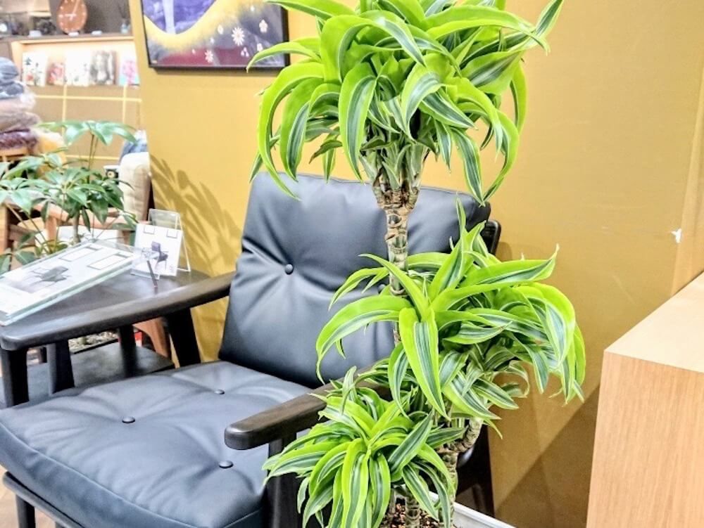 ドラセナ　ワーネッキー