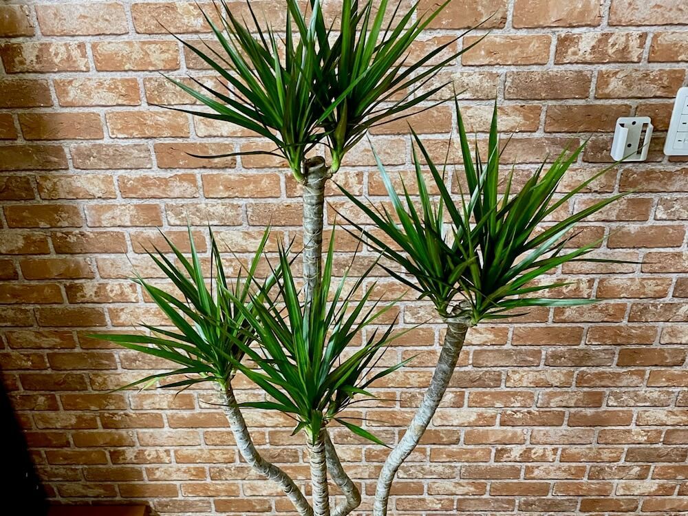 ドラセナ 　コンシンネ