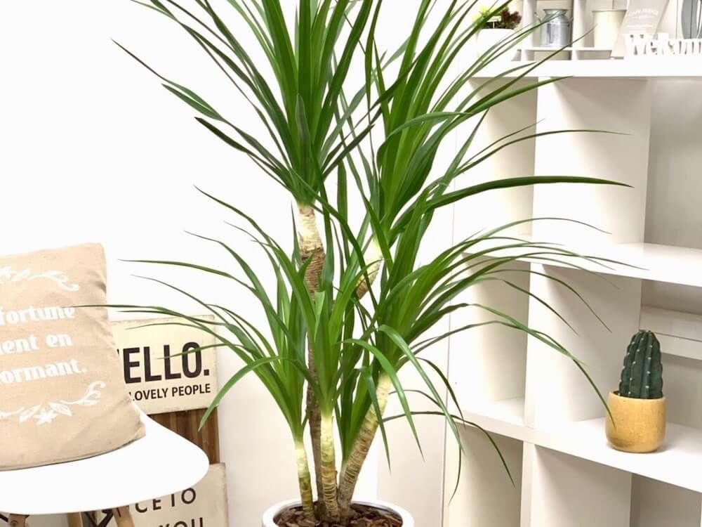 ドラセナ　カンボジアーナ