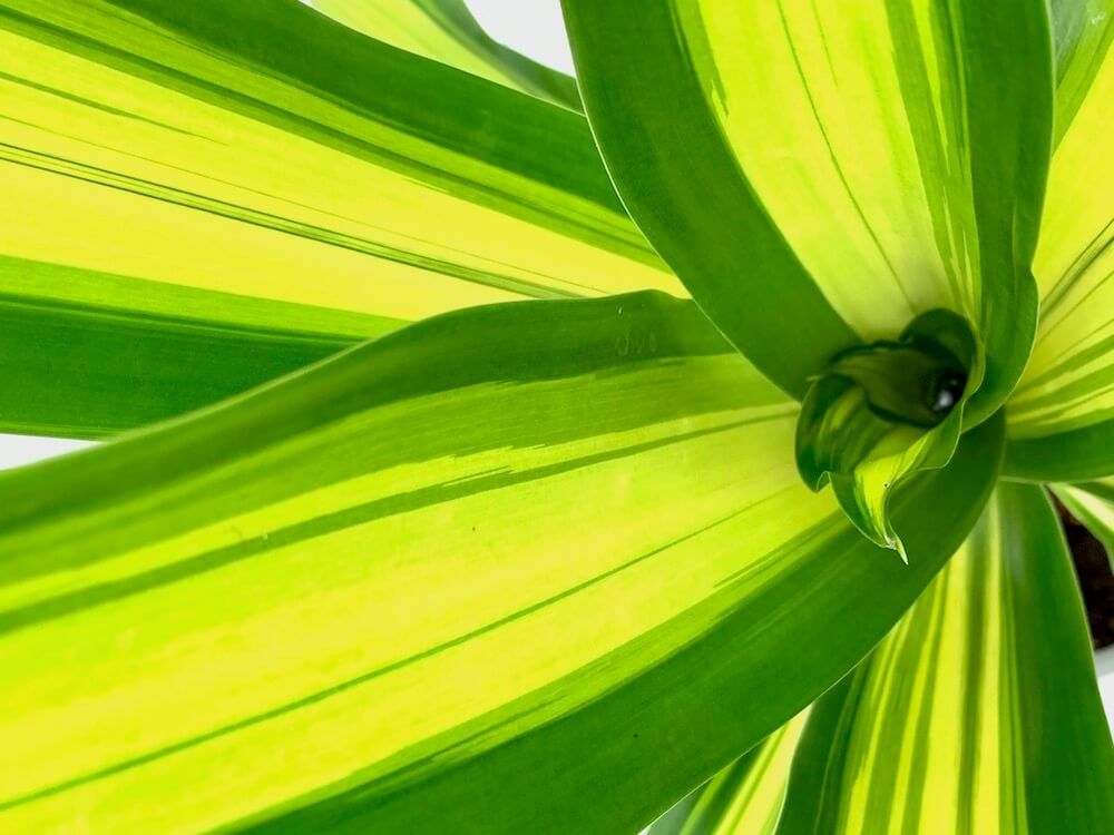 ドラセナ　ゴールドコード