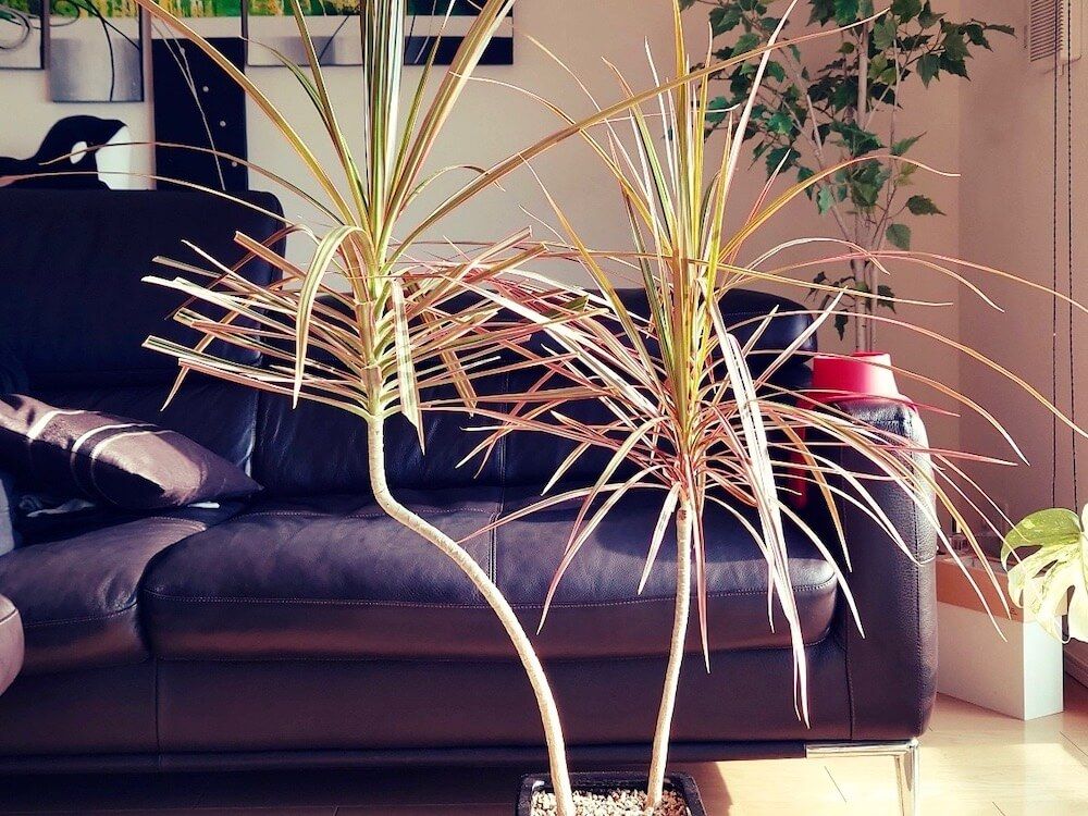 ドラセナ 　トリコロール