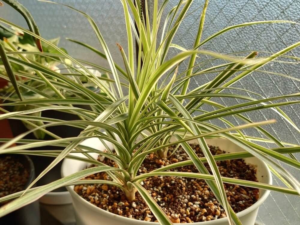 ドラセナ　ホワイトホリー