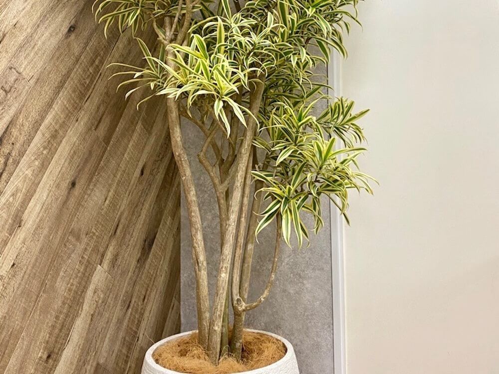 ドラセナ 　ソングオブインディア