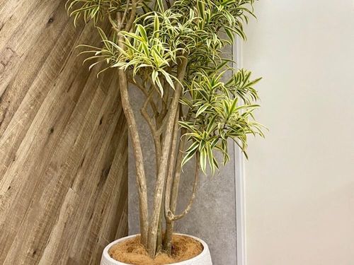 ドラセナの種類 観葉植物で人気の21品種 花は咲く 地植えできる Greensnap グリーンスナップ