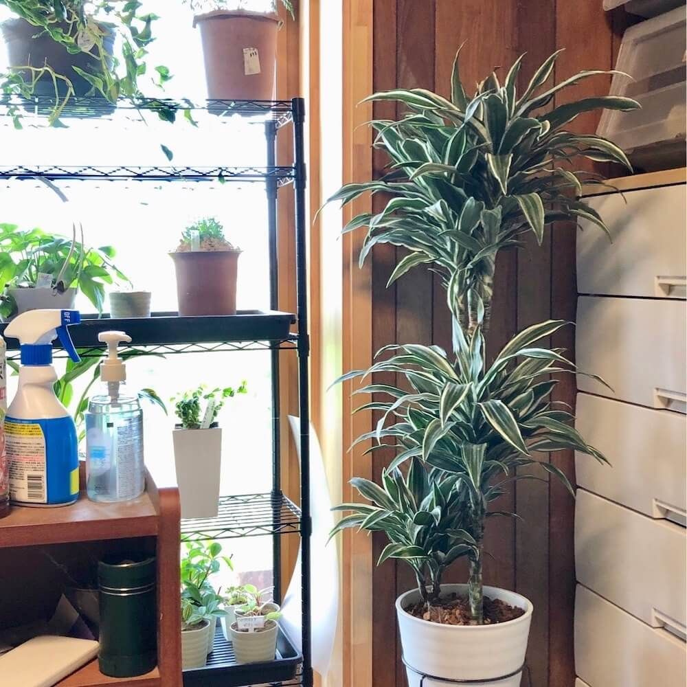 ドラセナ　フレグランス