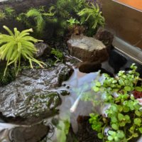 苔の育て方｜植え付け方や増やし方、室内での管理や初心者でも育てられる？の画像