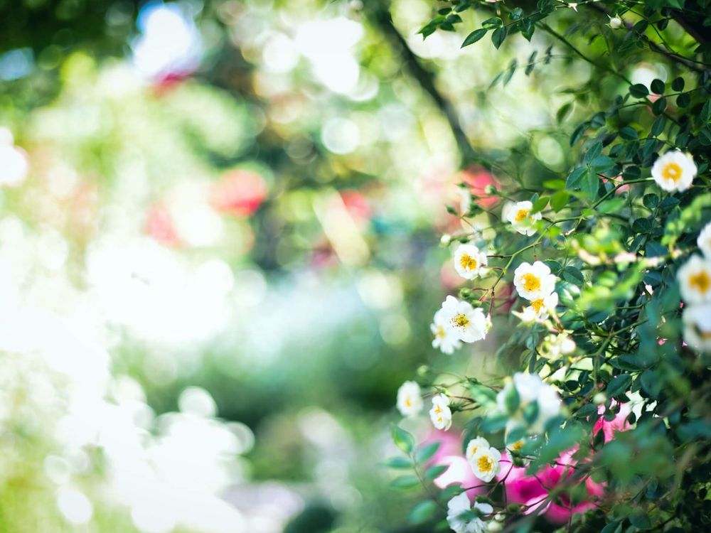 イングリッシュガーデン　白い花