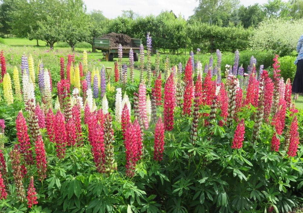 イングリッシュガーデン　赤い花　白い花　黄色い花　花畑