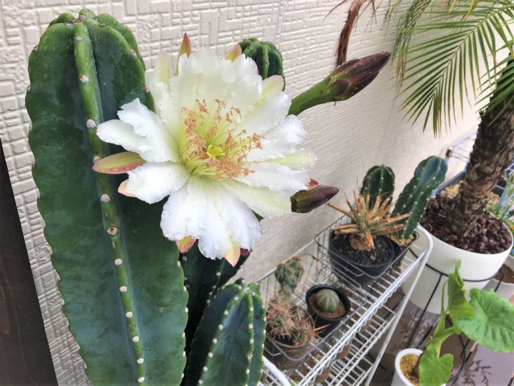 柱サボテン　白い花