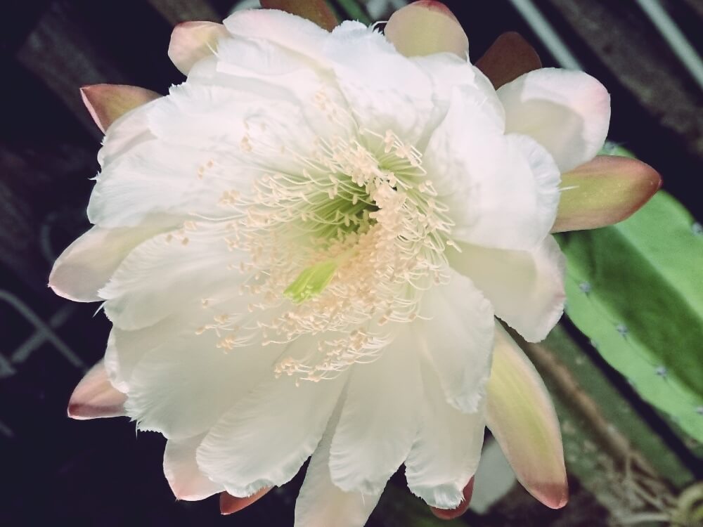 柱サボテンの育て方 水やりや植え替えの時期 胴切りの方法は Greensnap グリーンスナップ