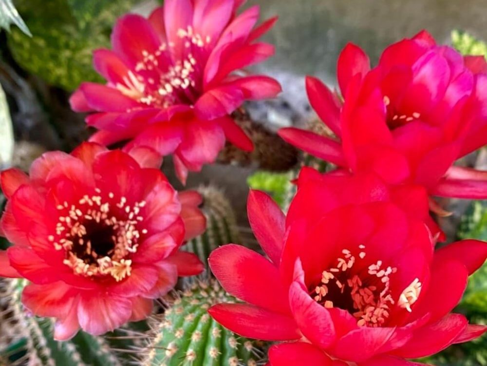 柱サボテン　鉢植え　赤い花