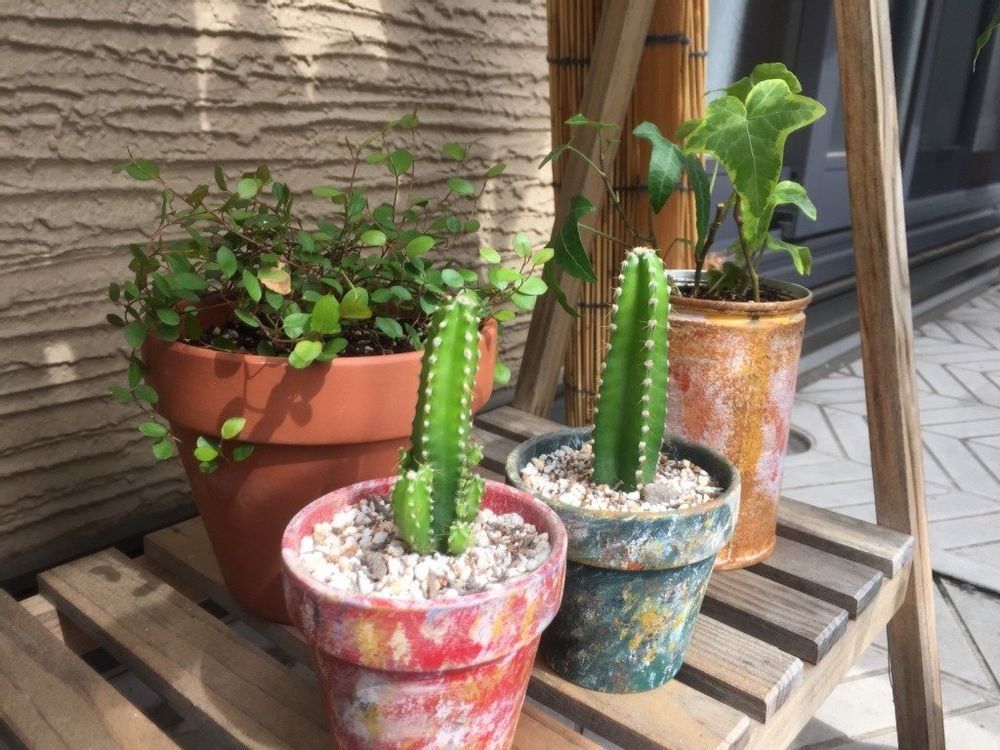 柱サボテン　鉢植え　半日陰