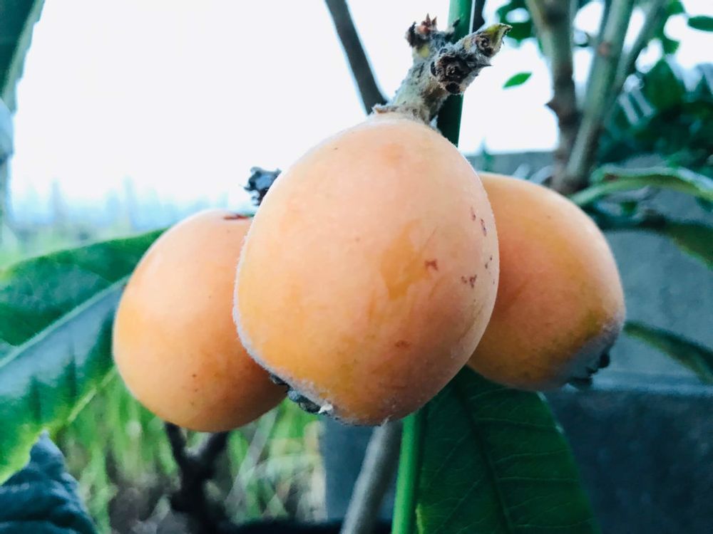 ビワ(枇杷)　オレンジ色の実