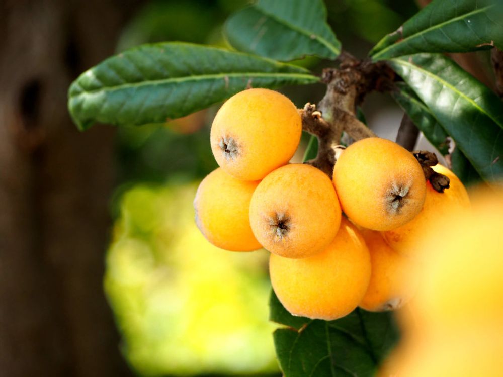 ビワ(枇杷)　黄色い実