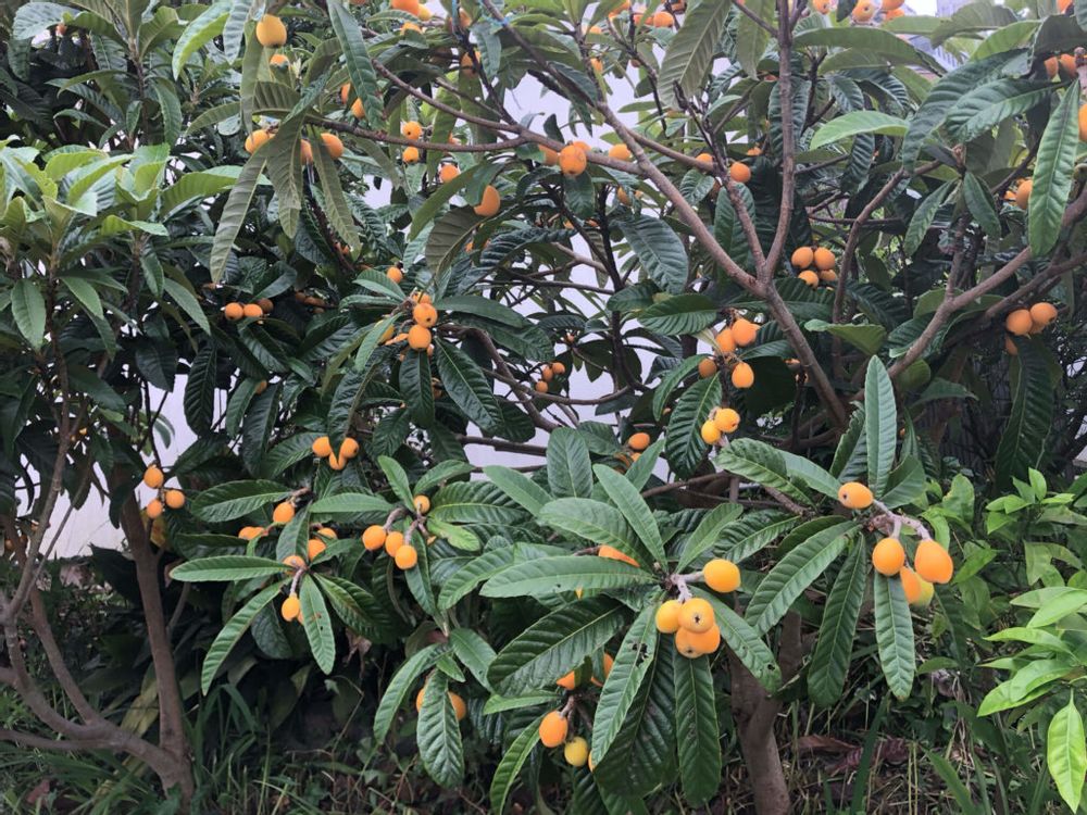 ビワ(枇杷)　オレンジ色の実