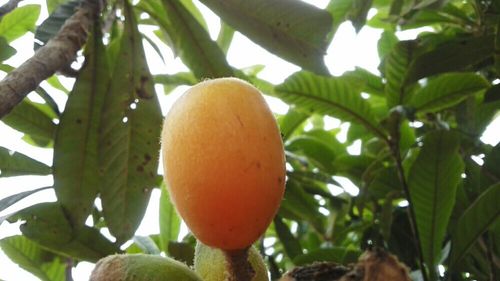 ビワ 枇杷 の育て方 苗木の植え付け 植え替えの時期や増やし方は Greensnap グリーンスナップ