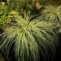 カレックスの育て方｜植え替えや株分けの時期や方法は？の画像