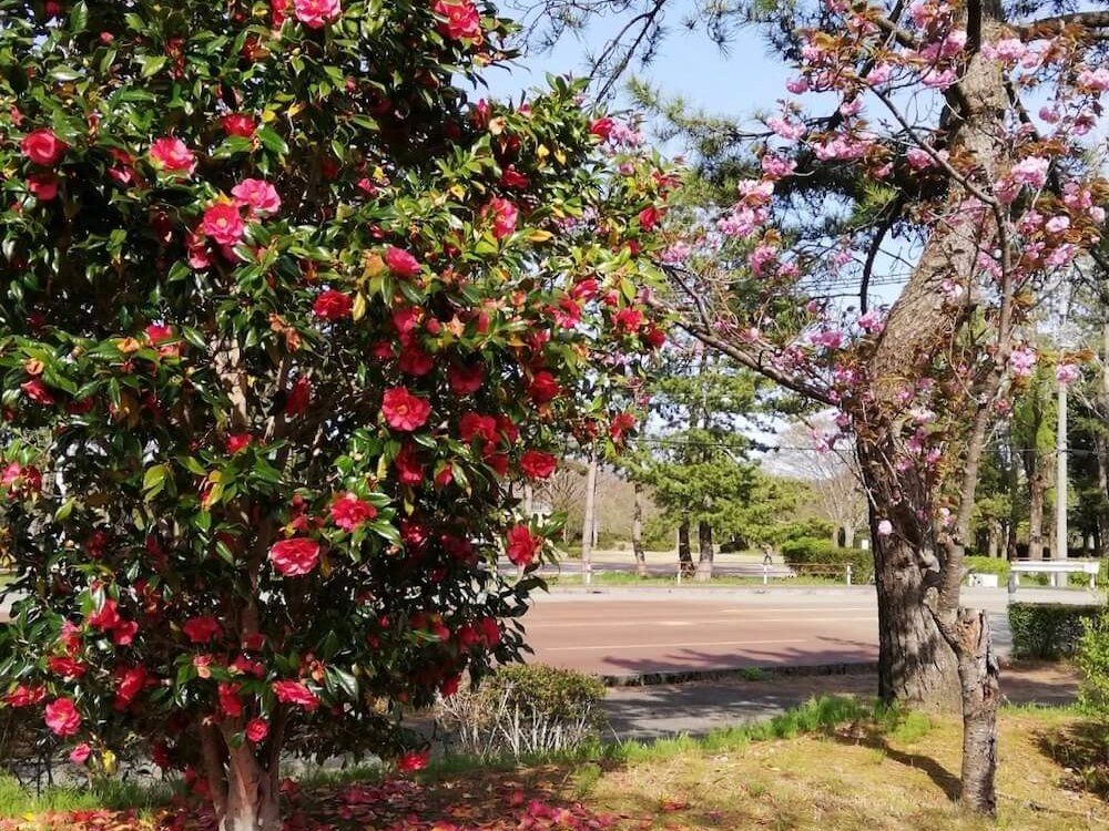 椿　ツバキ　円柱形の樹形