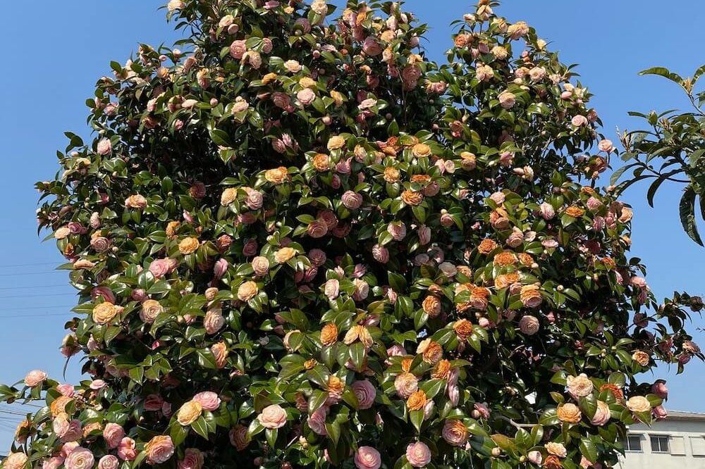 椿　ツバキ　花が枯れかけている