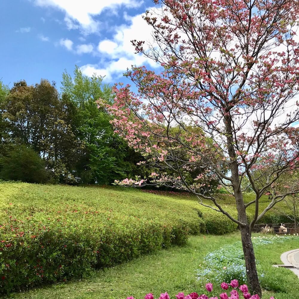 ハナミズキ　一本立ちの樹形