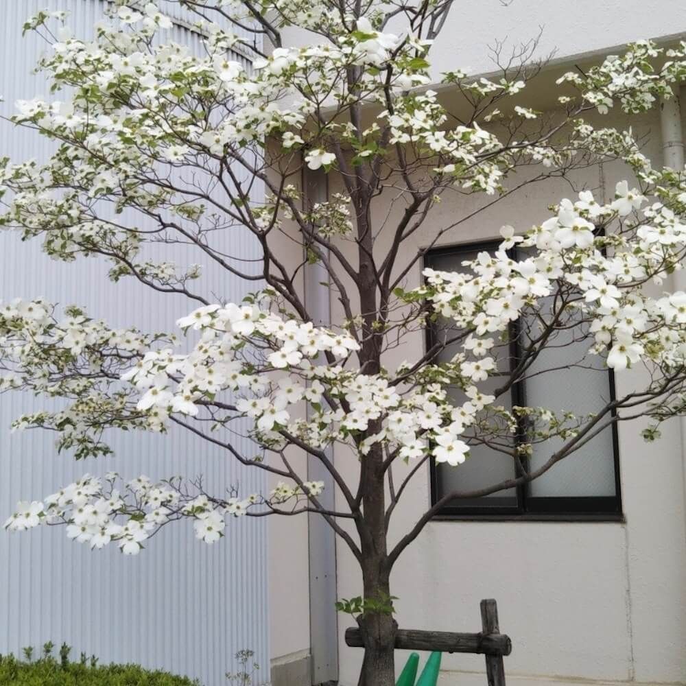 ハナミズキ　一本立ちの樹形