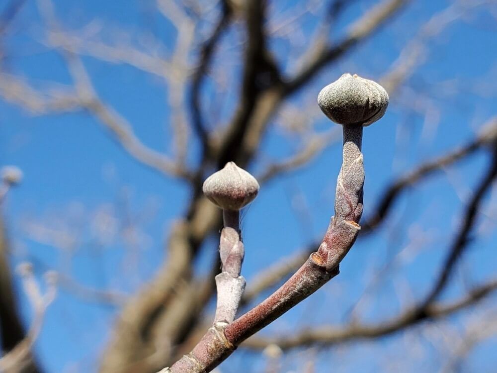 ハナミズキ　花芽　冬の落葉